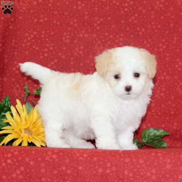 Tulip, Maltipoo Puppy